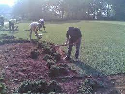 Harga rumput gajah mini per januari 2019 adalah 25rb /m namun untuk pembelian dalam jumlah besar kami memberikan potongan harga, kami siap mengirimkan ketempat anda, khususnya untuk orderan daerah jakarta, bogor, depok, bandung, bekasi, namun untuk luar jawa akan dikenakan biaya antar. Jual Rumput Gajah Biasa Paitan Navika Taman