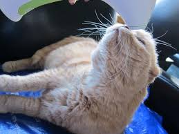 Save up to 25% off with these tria beauty competitor promo codes for makeup & skincare. Cute Scottish Fold Cat Basil Farrow Vs Catnip Ball Tria Laser Home Hair Removal Review Does It Work La Carmina Blog Alternative Fashion Goth Travel Subcultures