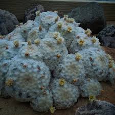 Image result for Chamaecrista plumosa