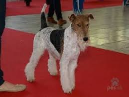 Image result for foxterier drsnosrstý