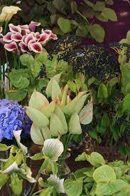 Shop Presentation With Anthurium Anthurium Flower Anthurium Flowers