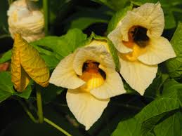 Image result for Momordica pterocarpa