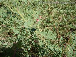Image result for Indigofera colutea
