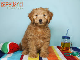 Find goldendoodle breeders close to you in florida using our searchable directory. Goldendoodle Puppy Breeders In Florida The Y Guide