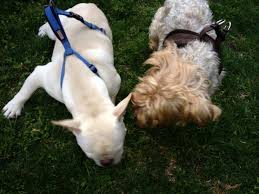 Joda And Billy Dogs Animals