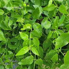 Image result for Salvadora persica
