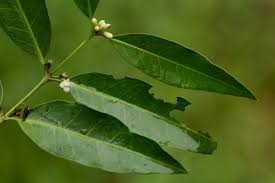 Image result for Polysphaeria