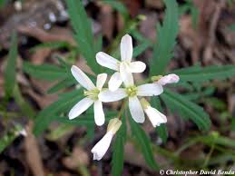 Image result for Cardamine obliqua