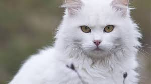 Suhu demam bagi seekor kucing dewasa adalah 38.5 darjah celsius manakala suhu demam bagi seekor anak kucing adalah 39.5 darjah celsius. 17 Tanda Birahi Pada Kucing Wajib Tahu Arenahewan Com