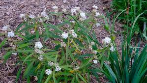 Image result for Asclepias albens