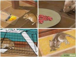 4 Ways To Control Mice Wikihow