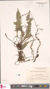 Image result for Blechnum attenuatum