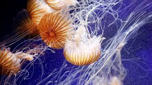 Pourquoi les méduses nous envahissent | Les Echos