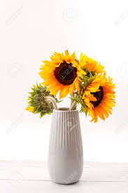 With a name that comes from the sun, these flowers are sure to add a bright and fun feel as background imagery. Classical Artistic Aesthetic Summer Flower Still Life Composition And Beauty In Nature Concept Theme With Sunflowers In A Vase On Wood Table Against White Background Stock Photo Picture And Royalty Free Image