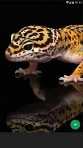 Find & download free graphic resources for leopard gecko. Leopard Gecko Wallpaper For Android Apk Download