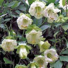 Cup And Saucer Vine Flowers Perennials Garden Vines Vines