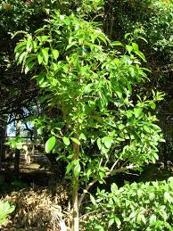 Image result for Citharexylum