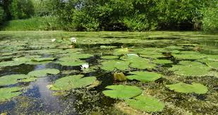 A still body of water smaller than a lake. Flagship Focus Langham Pond 2018 Freshwater Habitats Trustfreshwater Habitats Trust