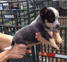 Looking for an australian cattle dog puppy or dog in california? Australian Cattle Dog Blue Heeler Puppies Only 8 Week For Sale In Sebring Florida Classified Americanlisted Com
