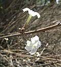 Image result for Plumbago ituriensis