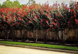 Find care information, pictures & more. Crape Myrtle Varieties And Guide The Tree Center