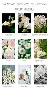 Representing wealth, abundance and truth, mums come in 13 varieties, and one for an october wedding you can choose bright bold colours as accents or as the main colours for your ceremony. Choosing Wedding Flowers By Season Wedding Forward Wedding Flowers Wedding Flowers Season Flowers