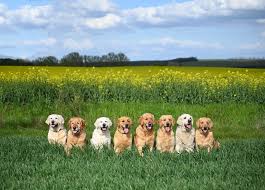 Image result for zlatý retrívr