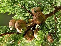 Image result for Cupressus macrocarpa