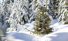 Coniferous swamps are forested wetlands in which the dominant trees are lowland conifers such as northern white cedar (thuja occidentalis). Oh Christmas Tree Fake Christmas Tree Yes Magazine