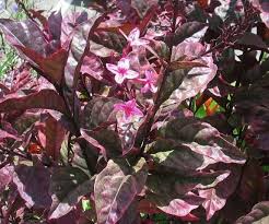 Image result for Pseuderanthemum ludovicianum