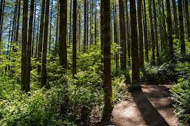 We did not find results for: Pacific Northwest Forest Trail Hike Ferns Moss By R Lawrence Photo Stock Snapwire
