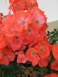 Maybe you would like to learn more about one of these? New Flower Carpet Rose Sunset The New Zealand Rose Society