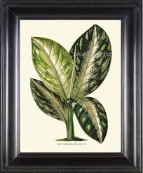 Image result for beautiful dieffenbachia