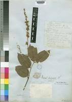 Image result for Anthonotha