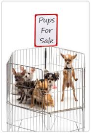 Although you can buy a pet at your local pet store or. Why Pet Shops Are No Place To Buy A Pet For The Holidays Or Any Time Of The Year
