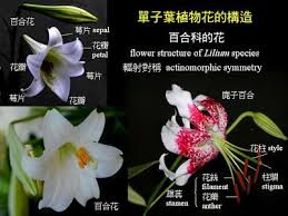 綠林遊梭網 植物物語 十一月2009 biology plants flower structure planting flowers