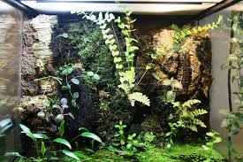 Killifish Paludarium Cork Epiphyte Wall View Epiphyte Carnivorous Plants Aquascape