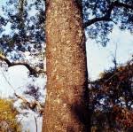 Image result for Entandrophragma delevoyi