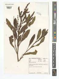 Image result for Rumex lanceolatus