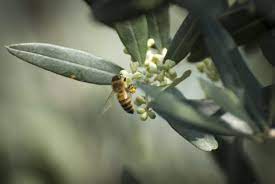 It grows to only six to eight feet, making a rounded shrub that fits well into any part of even a small garden. Olive Tree Honey Does It Exists Beesource Beekeeping Forums