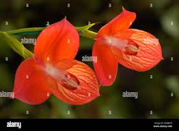 Image result for Disa stairsii