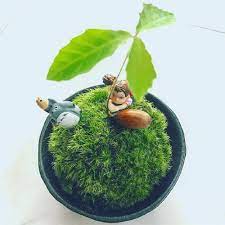 ドングリの苔玉ですトトロとメイちゃん付き sayaさんが投稿したドングリの木 手作り雑貨 癒し きれい 植中毒 コケ植物 美しい 綺麗 コケ 発芽 どんぐりの実 苔玉 可愛い インテリアの画像です 2018月1月7日 苔 発芽 植物