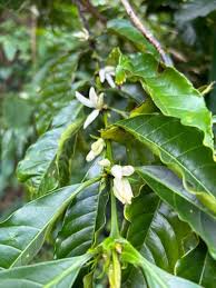 Image result for Coffea