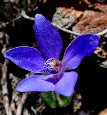 Image result for Octolepis decalepis