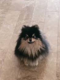 We've collated all the trends we think will be popular in 2021, to give you all the ideas you need as bathroom design is changing alongside our technological developments, the delights of waterproof bathroom wallpaper can now be enjoyed by. 22 Yeontan Ideas In 2021 Bts Taehyung Bts Dogs Bts Boys