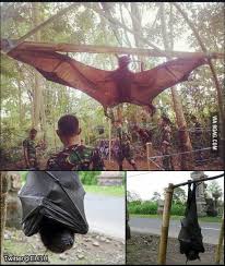 They live in large colonies which often include another kind of bat, the malayan flying fox (pteropus vampyrus). Giant Golden Crowned Flying Fox The Worlds Biggest Bat 9gag