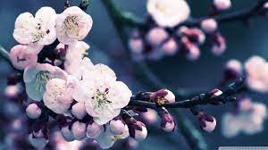 Cherry Blossom Desktop Backgrounds Wallpaper Cherry Blossom Flowers Cherry Blossom Wallpaper Flower Wallpaper