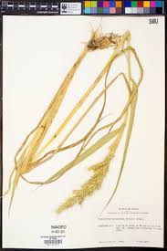 Image result for Echinochloa crus-pavonis