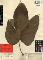 Image result for Manniophyton