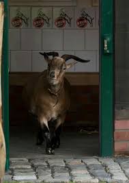 Wie der verein am samstag mitteilte, brachte die ziegendame ilse am freitag im kölner zoo zwei gesunde weibliche zicklein zur welt. Pin Auf Fc Hennes
